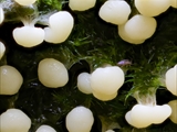 Didymium melanospermum: das Plasmodium ist meist wässrig weiß,  daraus entwickeln sich die Sporocarpien, sie enthalten die Sporen.  Die Außenhaut der Sporocarpien, die Peridie, ist dicht mit Kalk-Kristallen bedeckt,  es sieht aus, als ob sie mit Mehl bestäubt sind. 